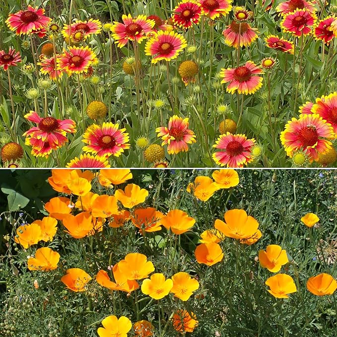 Ferry Morse Wildflower Seeds Mix - Non-GMO, Perennial & Annual, Dry Climate, Wild Flower Mix - 1 lb