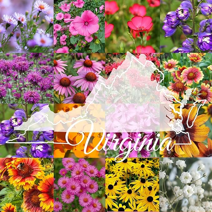 Virginia Bulk Perennial Wildflower Seed Mix 1lb Covers 2,000sq-ft - Attract Pollinators, Multi-Color Blooms - Northeast US Species Plant in Spring/Fall - Earth-Friendly Packaging (1/4 Pound)