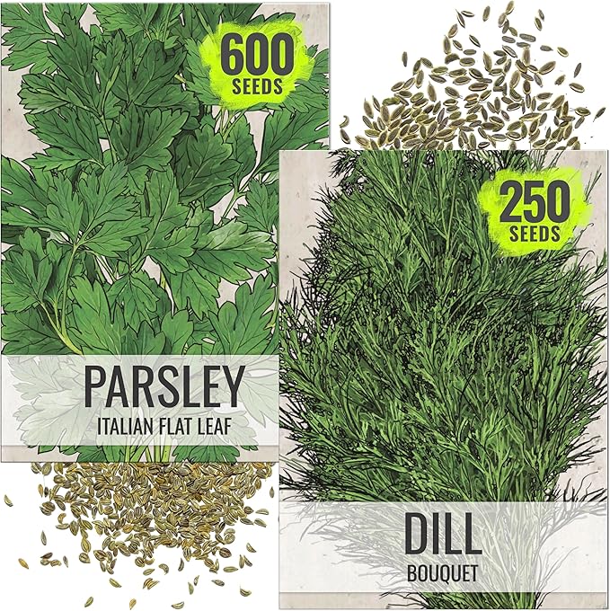 Seed Needs Italian Parsley & Dill Seeds for Planting Fresh Kitchen Herbs - Non-GMO Heirloom & Untreated Perennial Herb Seed to Plant a Culinary Garden Indoors or Outdoors (2 Pack Duo)
