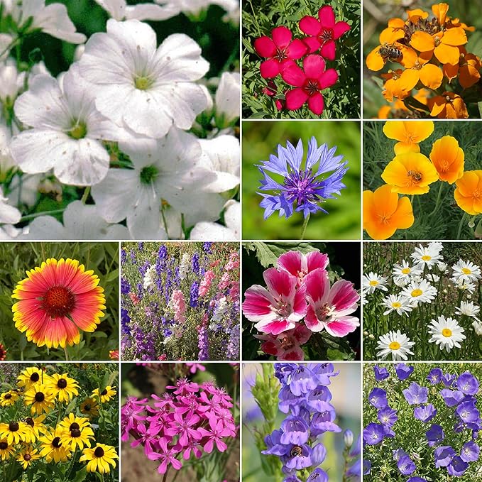 Ferry-Morse Wildflower Seeds - Rocky Mountain Mix, Non-GMO, Cut Flower Mix - 1 lb