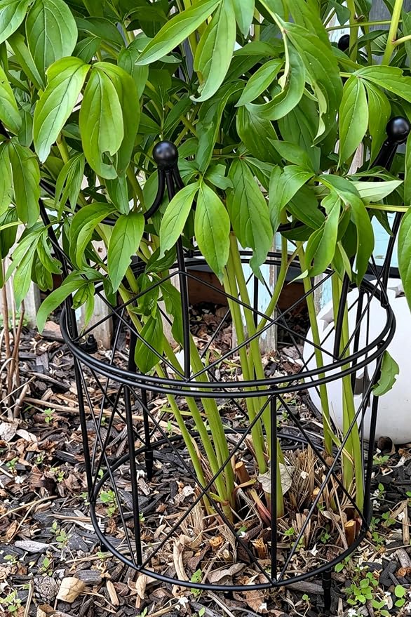 Large Obelisk Trellis for Plant Supports 18.5in x 22.9in - Durable Metal Garden Support Cage for Peonies, Ideal for Indoor & Outdoor Use, Elegant Design, Easy to Install