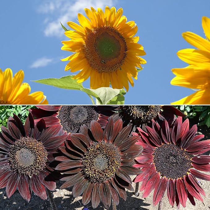 Ferry-Morse Sunflower Seeds - Non-GMO, Full Sun, Outdoor, Spring to Summer Bloom - 1 lb