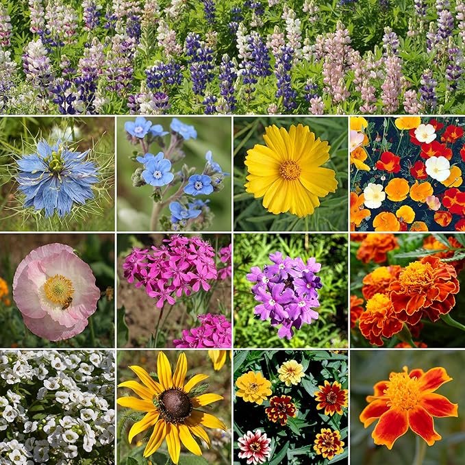 Ferry Morse Flower Seeds - Colorscape Wildflower Mix, Non-GMO, Cut Flower Mix, Full Sun - 1 lb