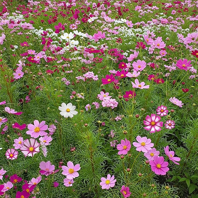 Ferry Morse Flower Seeds - Non-GMO, Full Sun, Outdoor, Cosmos Mix - 1 lb
