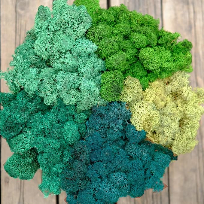 Preserved Reindeer Moss Natural Green DIY Kit Gardenning Art Wall Decor Florist Decor Easter Table Decor Wedding