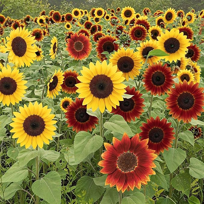 Ferry-Morse Sunflower Seeds - Red Shades Mix, Non-GMO, Outdoor, Full Sun - 1 lb