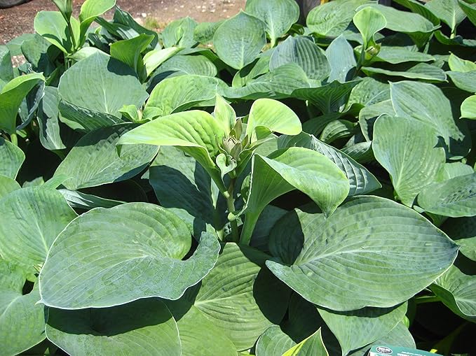 Hosta sieboldiana 'Elegans' (Hosta) Perennial, 1 - Size Container