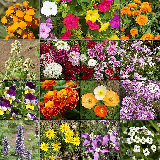 Ferry-Morse Flower Seeds - Fragrant Wildflower Mix, Non-GMO, Fragrant Flowers - 1 lb - Other