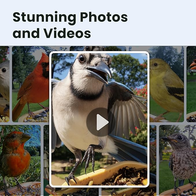 Birdfy Bird Feeder with Camera for Rookie - Solar Powered Outdoor Bird Feeder with Dual Night Vision, AI Recognition, Slow Motion & IP66 Waterproof, Ideal for BirdLovers (Lifetime Free AI)