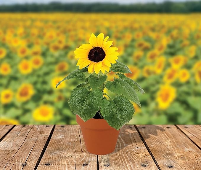 BUZZY Seeds Sunflower Starter Kit Bulk 10 Pack – 3inch Terracotta Pots, Soil Pellets, Flower Seeds for DIY Craft Projects, Favors, and Seed Starting