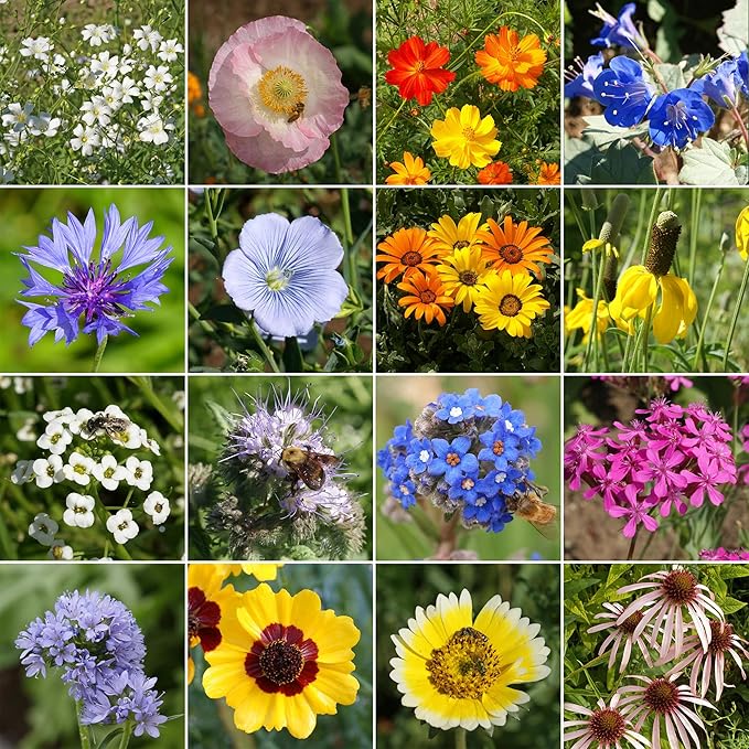 Ferry Morse Wildflower Seeds Mix - Non-GMO, Perennial & Annual, Dry Climate, Wild Flower Mix - 1 lb