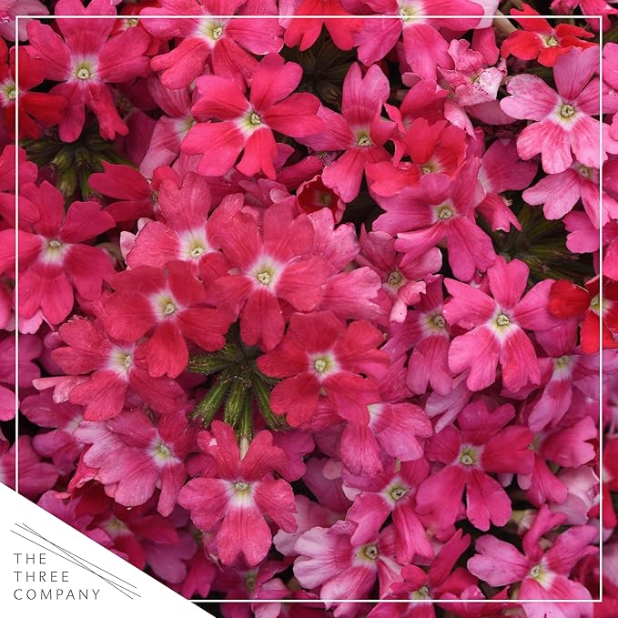 Live Flowering Verbena - Shades of Pink (2 Plants Per Pack) - Healthy Flowering Plant - Beautiful Spring Color - 10" Tall by 5" Wide in 1Qt Pot