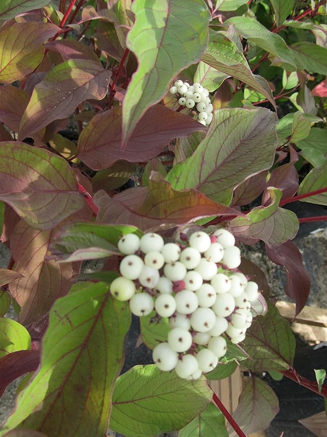 Live Plant from Green Promise Farms - Cornus sericea, Bailey's Red Twig Dogwood #3 Gallon Size Container White Flowers
