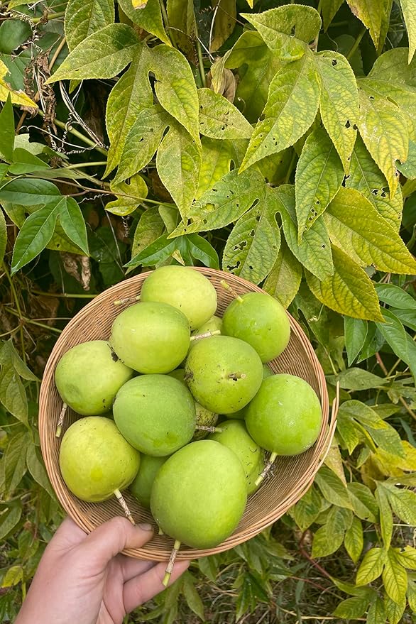 Plant Good Seed Purple Passionflower Seeds for Planting: Maypop, Green Passionfruits - 20 Seed Packet