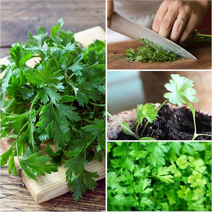 Seed Needs Italian Parsley & Dill Seeds for Planting Fresh Kitchen Herbs - Non-GMO Heirloom & Untreated Perennial Herb Seed to Plant a Culinary Garden Indoors or Outdoors (2 Pack Duo)