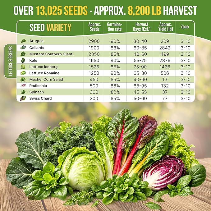 Organo Republic 10 Lettuce & Salad Greens Seeds Variety Pack 13000+ Non-GMO Heirloom Lettuce Seeds for Planting Indoors & Outdoors Garden, Hydroponics - Arugula, Radicchio, Kale, Spinach, Swiss Chard