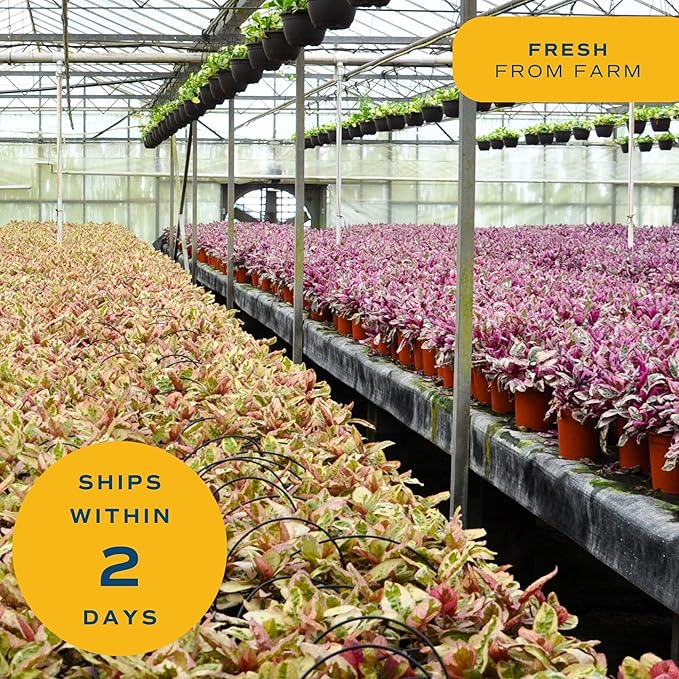 Costa Farms Live Money Tree Plants (2-Pack), Large Indoor Plant 3-4 Feet Tall with Braided Trunk, Easy Care Floor Houseplants in 10-Inch Decor Pots, Pet Friendly Housewarming Gift & Office Decor
