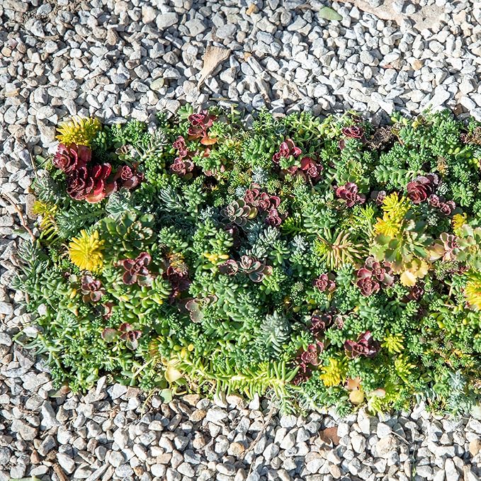 Non-Toxic 10 in. x 20 in. Sedum Groundcover Mat, Live Succulents, Pet Friendly Plants for Cats & Dogs, Drought Resilient, Hardy Stonecrop for Landscaping, Easy Care