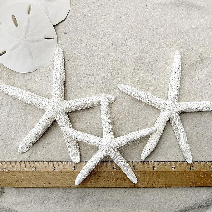 Tumbler Home Sand Dollars and Starfish for Crafts, 6 Real Starfish (4"-6") and 6 Sand Dollars (3"-3.5") in Bulk