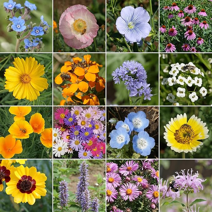 Ferry Morse Wildflower Seeds - Bee Feed Mix, Non-GMO, Full Sun - 1 lb - Other