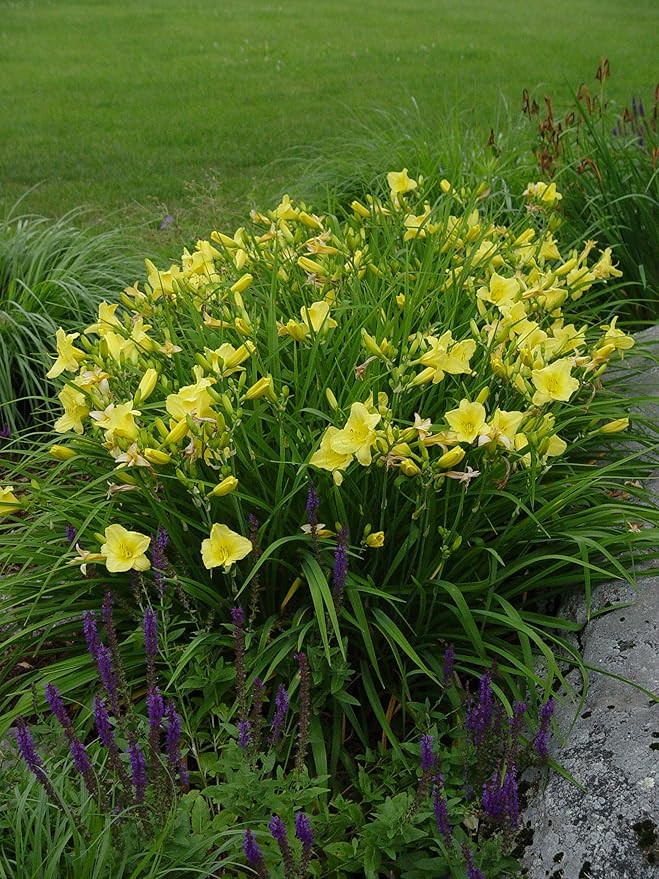 Hemerocallis 'Happy Returns' (Daylily) Perennial, yellow flowers, 1 - Size Container