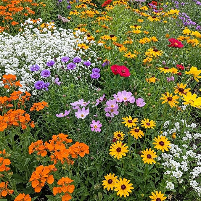 Ferry Morse Wildflower Seeds Mix - Non-GMO, Full Sun, Outdoor - Gulf Coast-Caribbean Mix - 1 lb