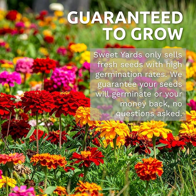 Cosmos Seeds Wildflower Mixture - Bulk 1 Ounce Packet - Over 5,000 Seeds - Pink, Yellow, Orange, Red, Purple and White Mixed Species!