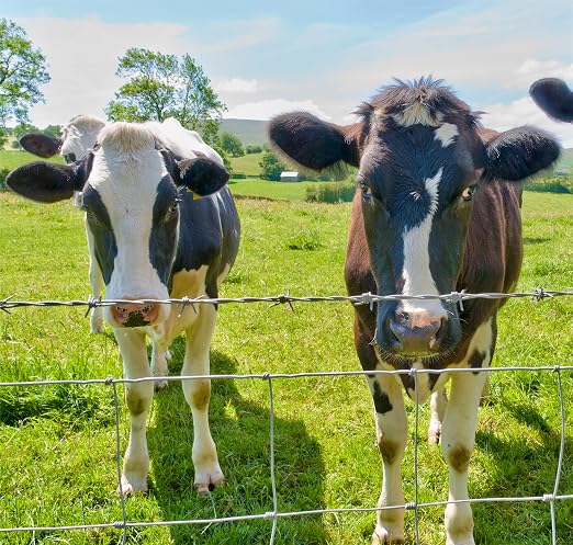Farm Fence 5ft x 164ft Heavy Zinc Coating Cattle Fence,Galvanized Field Wire Fencing Deer Fence,Goat Fence,Hog Wire Fencing for Yard Livestock & Animals Protection