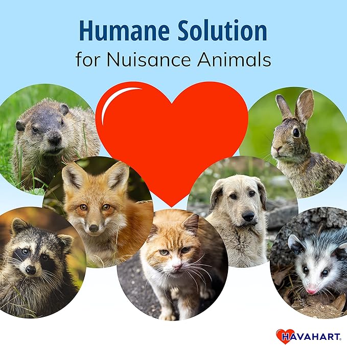 Havahart Easy-Set Catch and Release Small 1-Door Humane Live Animal Trap for Squirrels, Rabbits, Skunks, and Other Small Animals - 1083