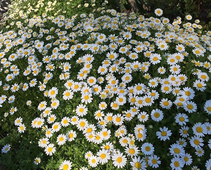UtopiaSeeds Creeping Daisy Seeds - Annual, Full Sun Daisy - Approximately 6,000 Seeds