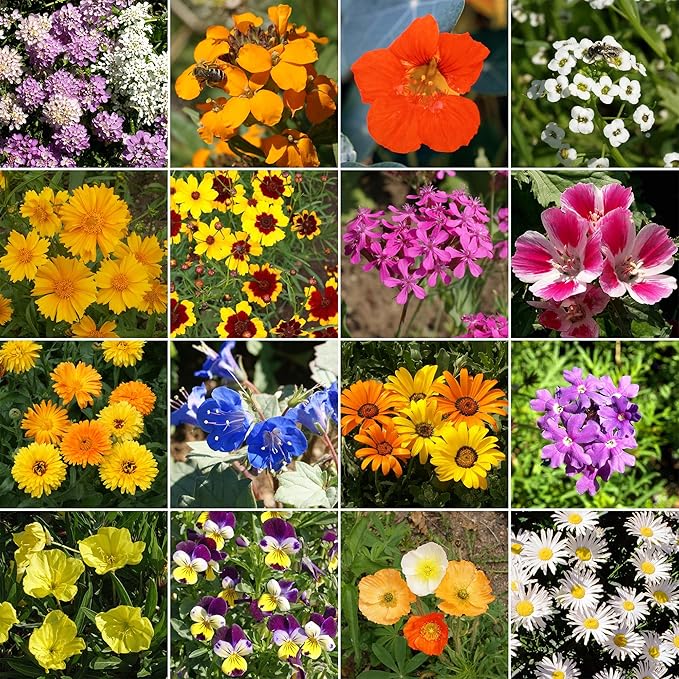 Ferry-Morse Flower Seeds - Low-Growing Wildflower Mix, Non-GMO, Full Sun - 1 lb