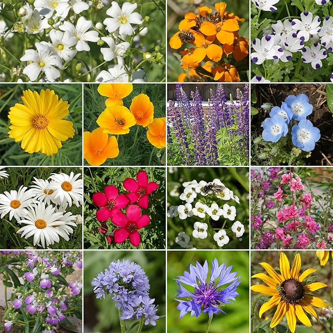 Ferry Morse Wildflower Seeds - GMO Free, Pacific Northwest Mix - 1 lb