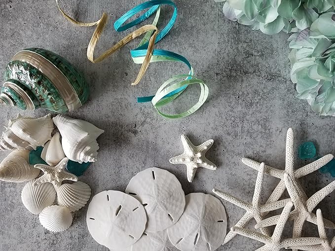 Tumbler Home Sand Dollars and Starfish for Crafts, 3 Real Starfish (4"-6") and 3 Sand Dollars (3"-3.5") in Bulk