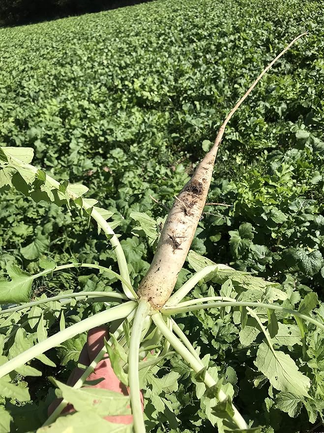 Hale Habitat & Seed Daikon Radish Food Plot Seed, 5 lbs