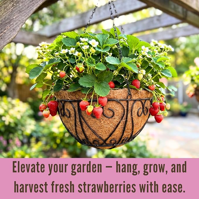 LaLaGreen Hanging Baskets for Plants (10 Inch, 2 Pack) Small Hanging Flower Pots with Coco Liner, Black Metal Wire Round Plant Holder with Hanger Hook Chain Outdoor Deck Patio Balcony Garden Decor