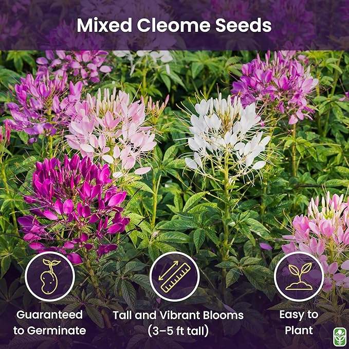 Mixed Cleome - Spider Plants - Nectar Flower for Monarch Butterflies - Large Paclage - 5000 Seeds