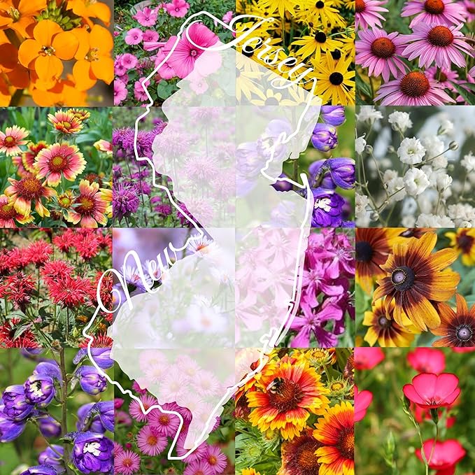 New Jersey Bulk Perennial Wildflower Seed Mix 1lb Covers 2,000sq-ft - Attract Pollinators, Multi-Color Blooms - Northeast US Species Plant in Spring/Fall - Earth-Friendly Packaging (1/4 Pound)