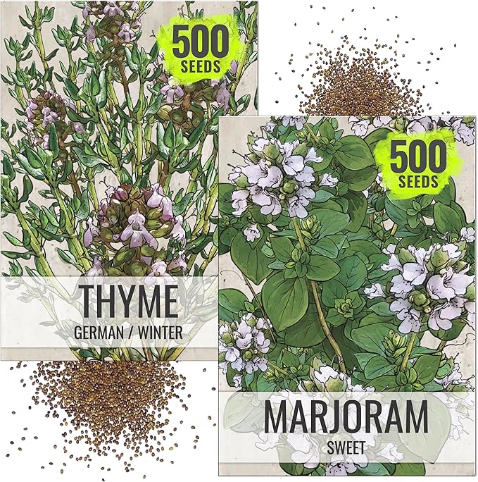 Seed Needs Sweet Marjoram & Thyme Seeds for Planting Fresh Kitchen Herbs - Non-GMO Heirloom & Untreated Perennial Herb Seed to Plant a Culinary Garden Indoors or Outdoors (2 Pack Duo)