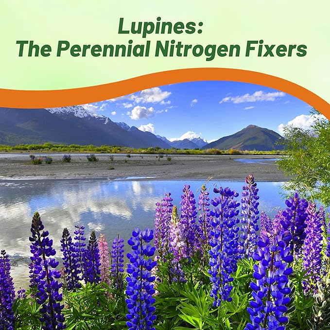Outsidepride Wild Blue Perennial Lupine Seeds - 1 Lb. Self-Sowing, Cold Hardy & Frost Tolerant Wildflower Seeds for Fall Planting, Ideal for Attracting Pollinators & Hummingbirds