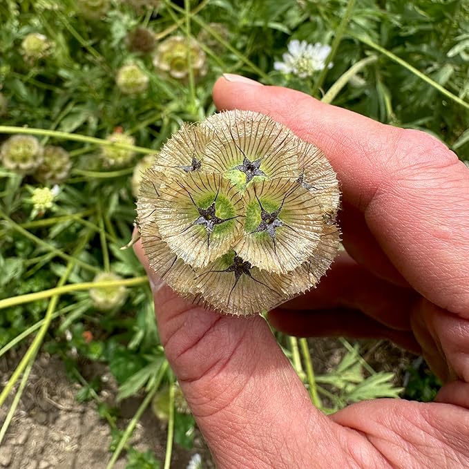 Plant Good Seed White Starflower Scabiosa Flower Seeds for Planting: Dried Bouquets, Brown Geometric Pods - 30 Seed Packet