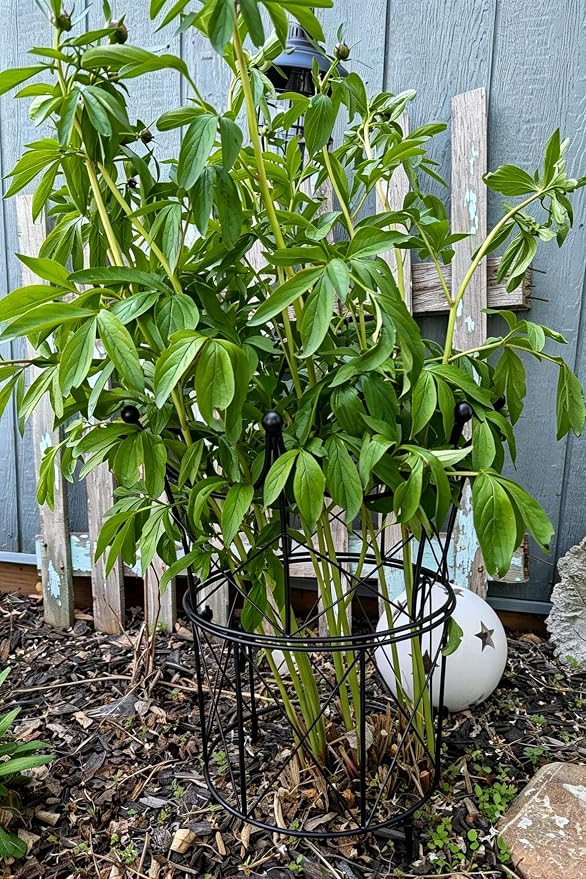 Large Obelisk Trellis for Plant Supports 18.5in x 22.9in - Durable Metal Garden Support Cage for Peonies, Ideal for Indoor & Outdoor Use, Elegant Design, Easy to Install