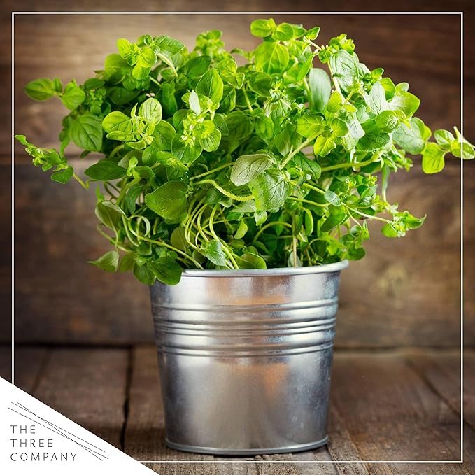 Live Aromatic and Edible Herb Assortment (Rosemary, Eucalyptus, Mint, Lemon Balm, Other Assorted Herbs), 6 Plants Per Pack