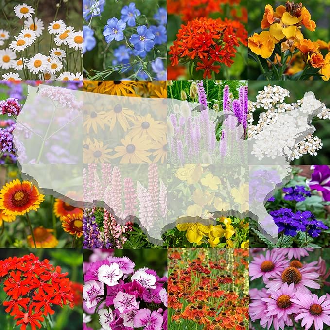 United States Nationwide Bulk Perennial Wildflower Seed Mix - All U.S. Zones - Plant in Spring and Fall (1 Pound Covers 2,000 Square feet) (1/8 Pound (2 Ounces))