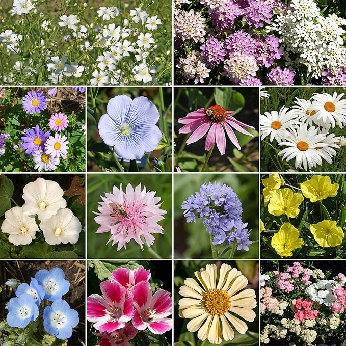 Ferry-Morse Flower Seeds - Pastel Color Mix, Non-GMO, Cottage Flowers - 1 lb