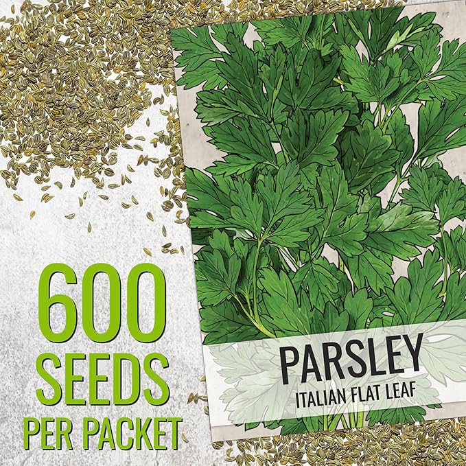 Seed Needs Italian Parsley & Dill Seeds for Planting Fresh Kitchen Herbs - Non-GMO Heirloom & Untreated Perennial Herb Seed to Plant a Culinary Garden Indoors or Outdoors (2 Pack Duo)