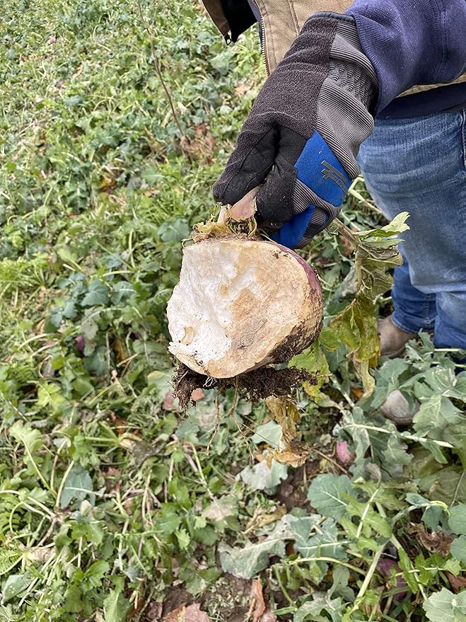 Hale Habitat & Seed Purple Top Turnip Food Plot Seed, 5 lbs