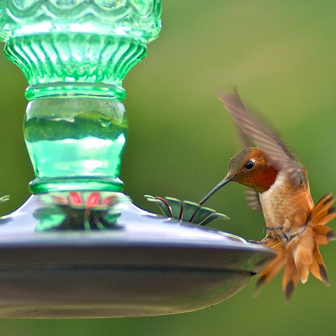 Perky-Pet Glass Bottle Hummingbird Feeder - Outdoor Garden Décor Humming Bird Feeder,8108-1SR - 10 Fl Oz Nectar Capacity - Durable Green Antique Design - Hang from Tree,Porch,Deck,Hook,(Pack of 6)