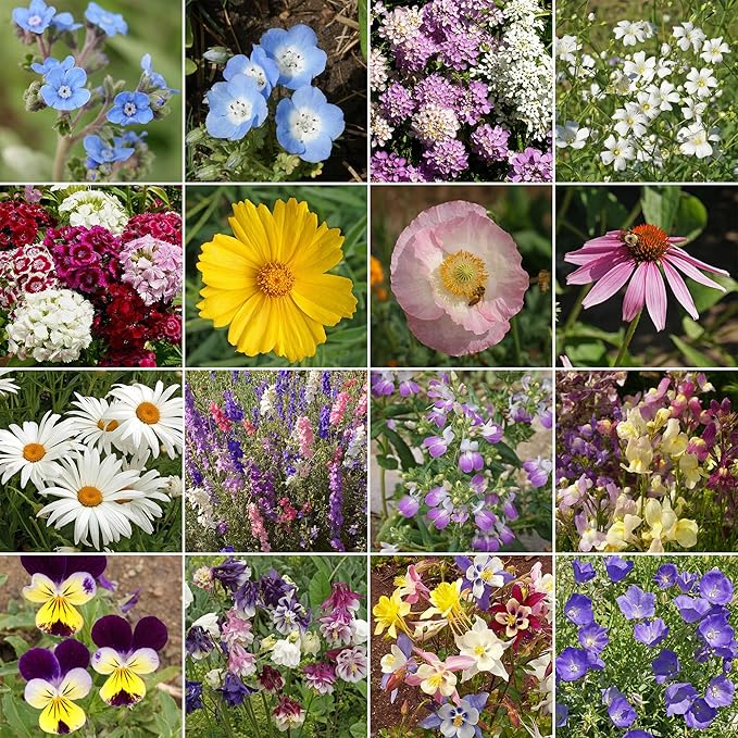Ferry Morse Flower Seeds - Non-GMO Wildflower Shade Mix, Shade Flowers - 1 lb