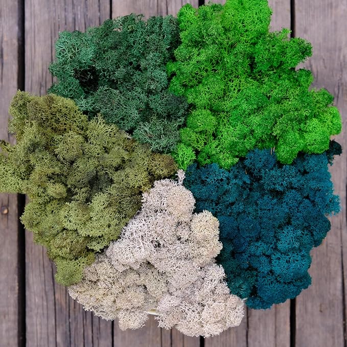 Preserved Reindeer Moss Natural Green DIY Kit Gardenning Art Wall Decor Florist Decor Easter Table Decor Wedding