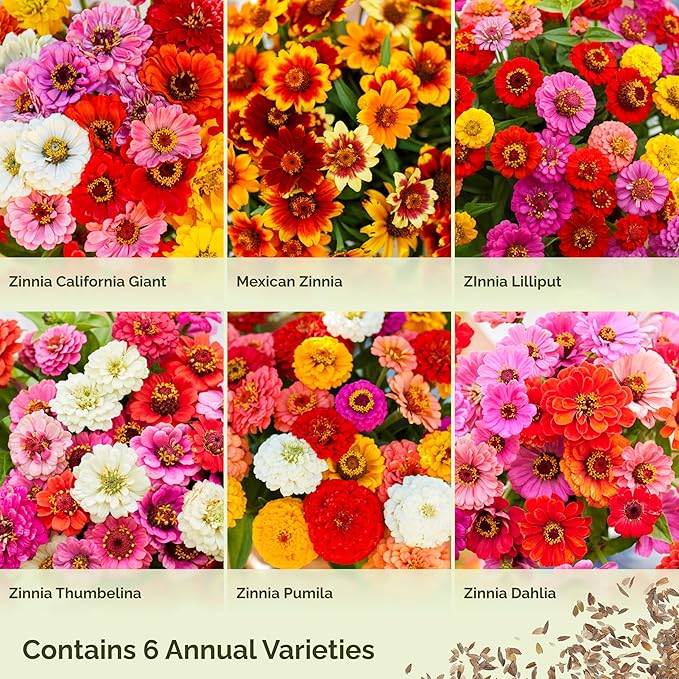 Eden Brothers Zin Master Zinnia Seeds for Planting 2026, 5 lb Flower Seeds Mix 2,400,000+ Seeds – 6 Variety Mix, California Giant, Dahlia, Mexican, Lilliput Zinnia | Non-GMO Garden Seeds, Zones 3-10